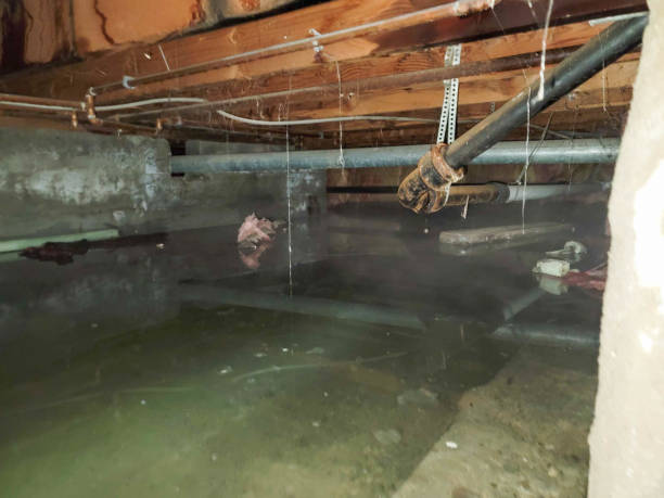 Best Water damage restoration near me  in Loyola, CA